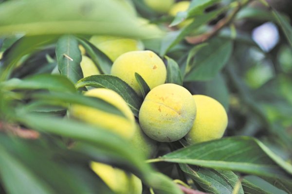 贵州股票配资公司 甜度爆表  8000余亩青脆李新鲜上市